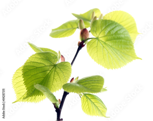 Branch with spring leaves isolated on white