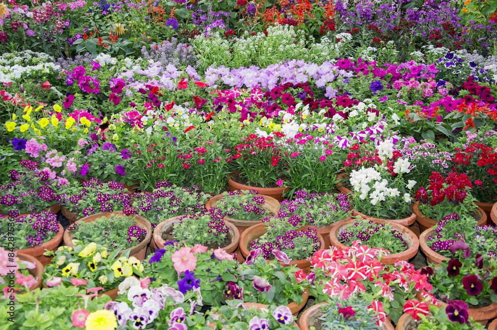 Potted floral plants