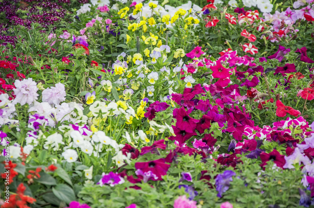 Multicolor flowers