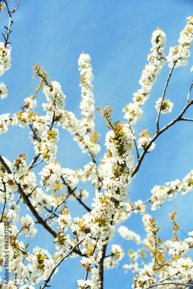 Spring blossom Spring blossom