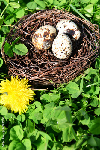 Nest with bird eggs over green bush background