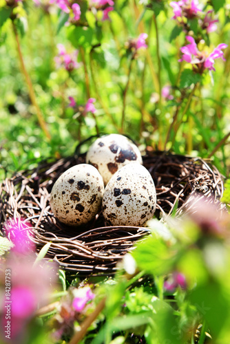 Nest with bird eggs over flowers background
