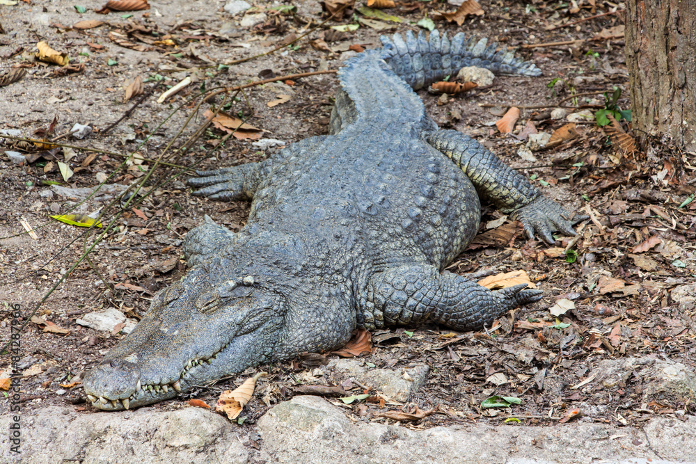 Fototapeta premium Crocodile is sleeping on ground in the zoo.