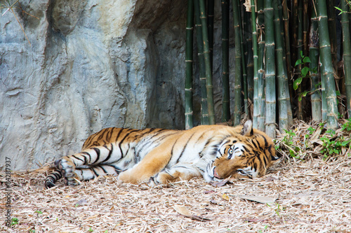 Tiger is calming and relaxing in the zoo.