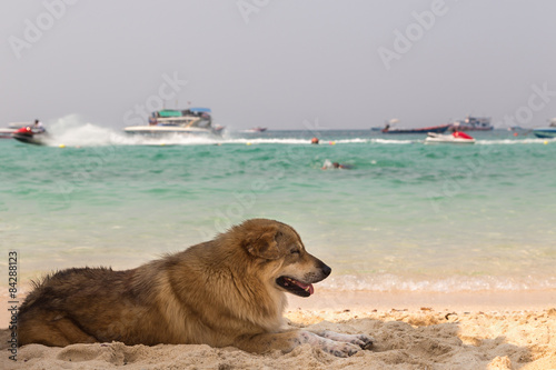 Dog Lies on Beach Sand