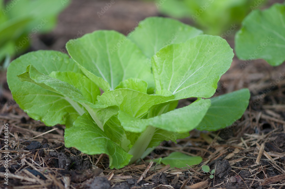Young Chinese Cabbage growing in a backyard vegetable garden Young Chinese Cabbage growing in a backyard vegetable garden