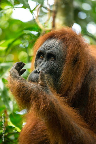 Female orangutan portrait in Gunung Leuser National Park, Sumatr © Mazur Travel