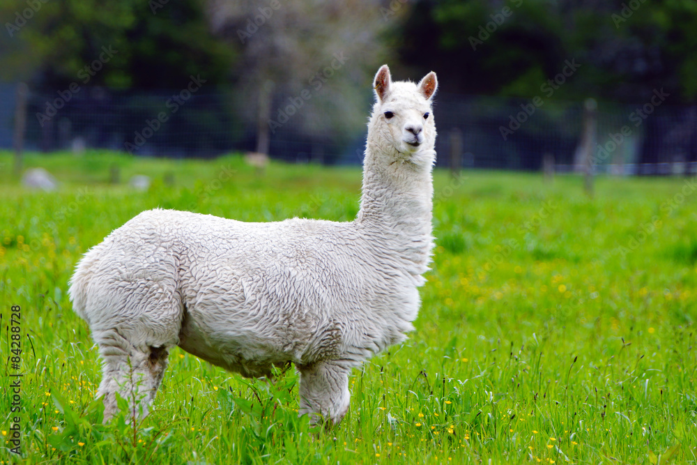 Alpaca