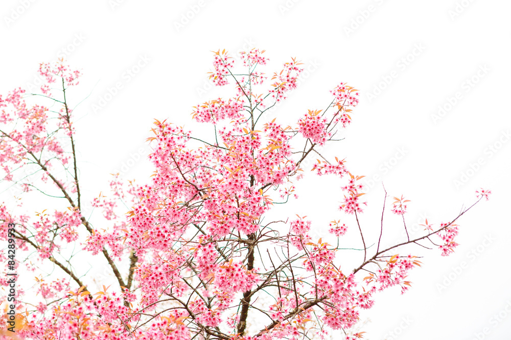 Fototapeta premium Wild Himalayan Cherry spring blossom