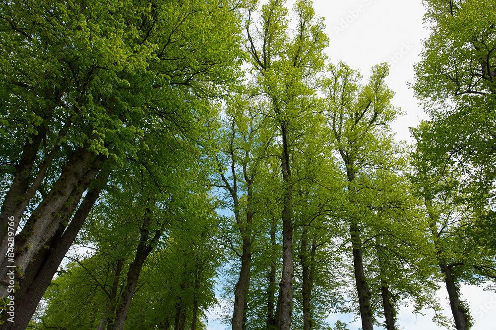 Obraz premium Beautiful Forest landscape with tall trees