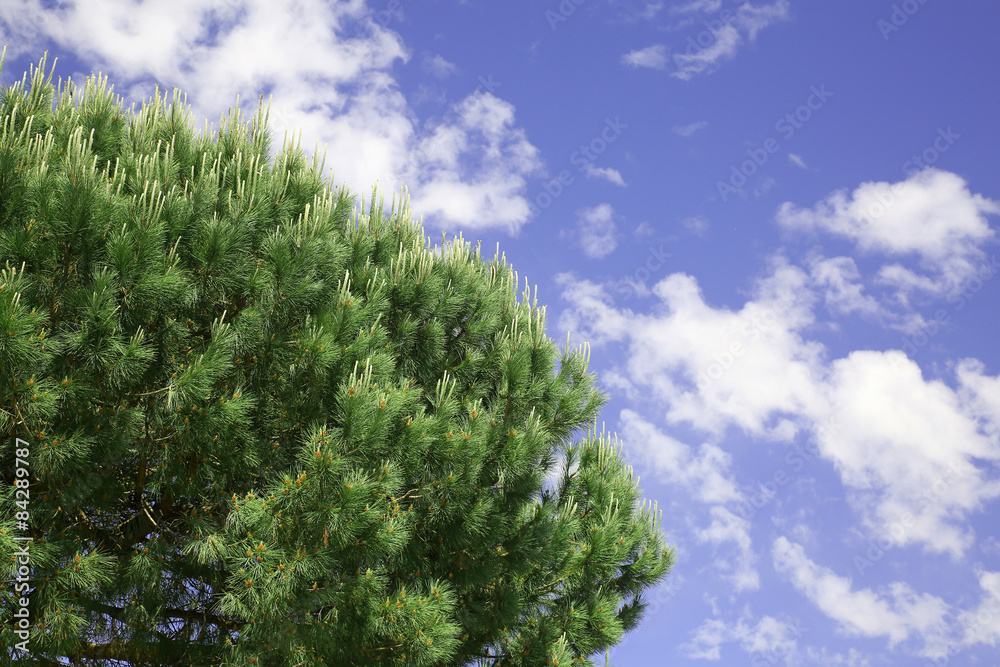 Pine against sky Pine against sky