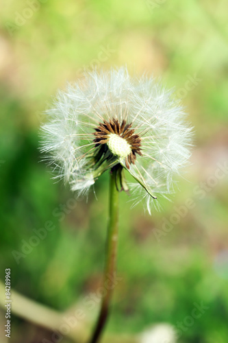 Dandelion flower outdoors