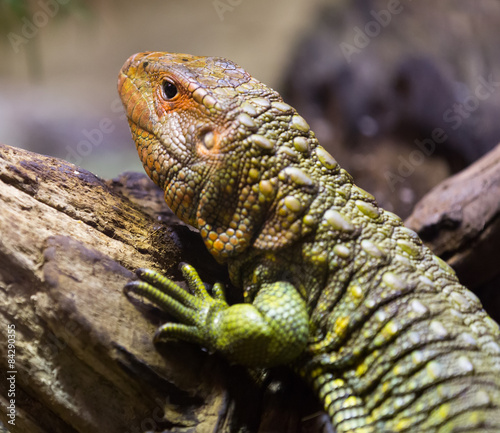  Caiman Lizard