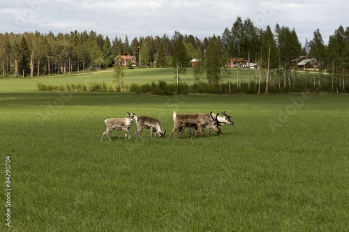 Reindeers walking on a field