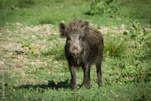 Wild boar in spring