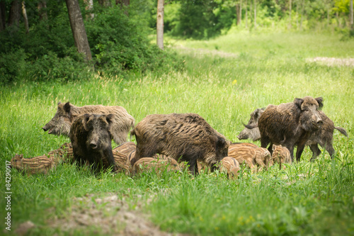 Wild boar family