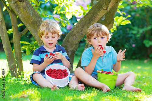 Two little sibling boys eating raspberries in home's garden.