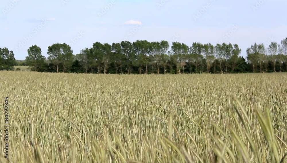 Wheat field in the wind Wheat field in the wind