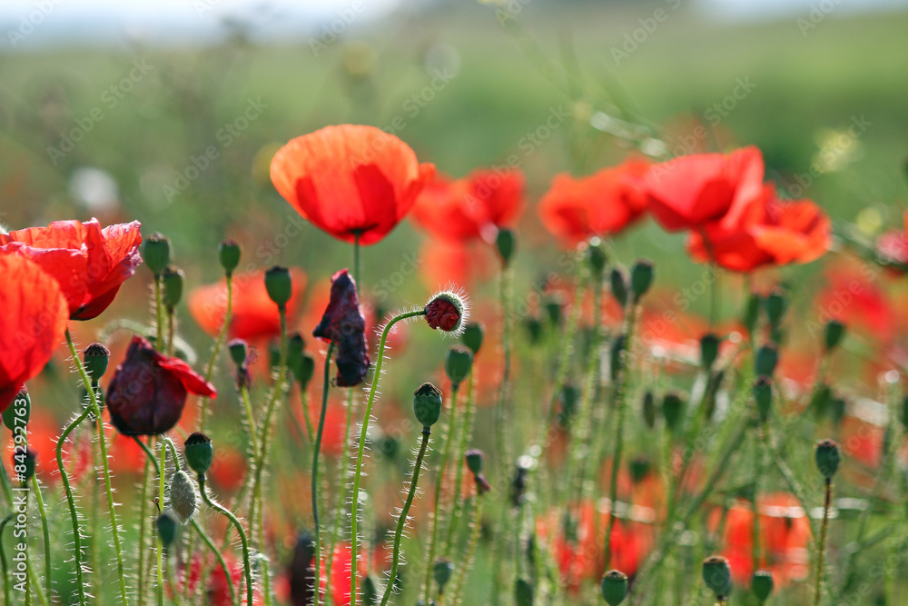 Obraz premium poppies flower field nature background