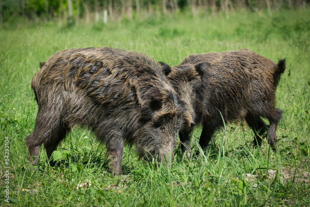 Wild boar in spring