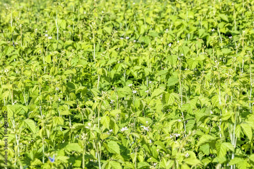 A green background of nettle with little white flowers A green background of nettle with little white flowers