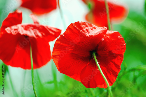 Fototapeta Naklejka Na Ścianę i Meble -  Wild Red Poppy Flower