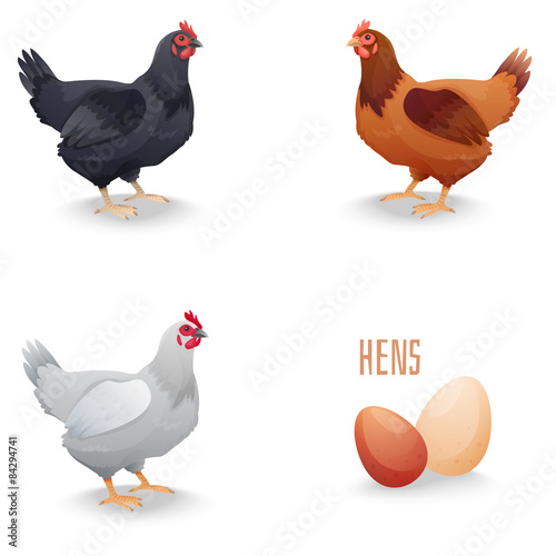 Set of hens different breed with eggs. isolated