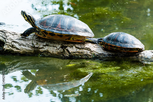 Wasserschildkröte