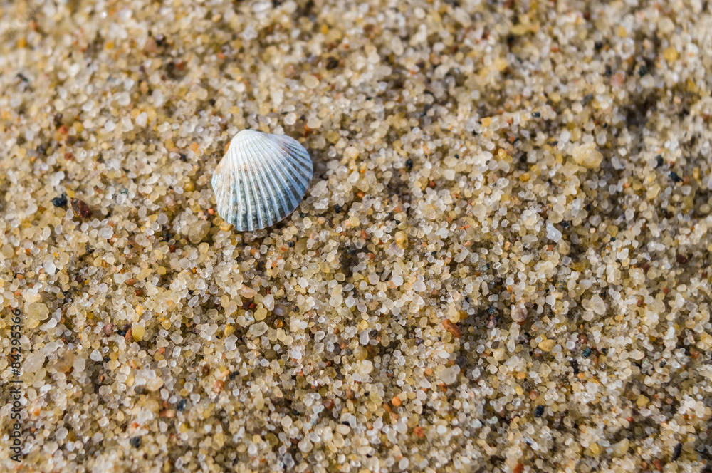 Simple white shell on sand beach closeup Simple white shell on sand beach closeup