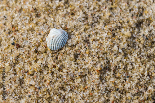 Simple white shell on sand beach closeup