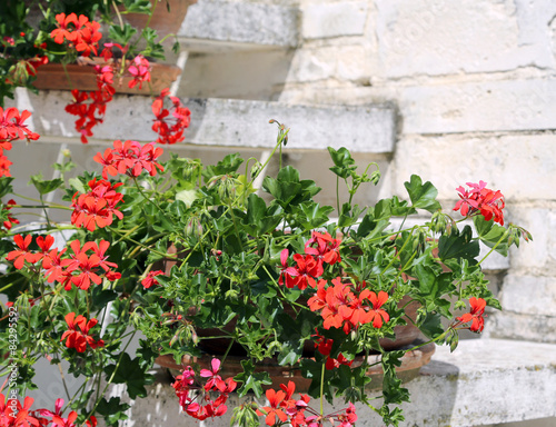 Red Geraniums in the staircase of the Mediterranean House