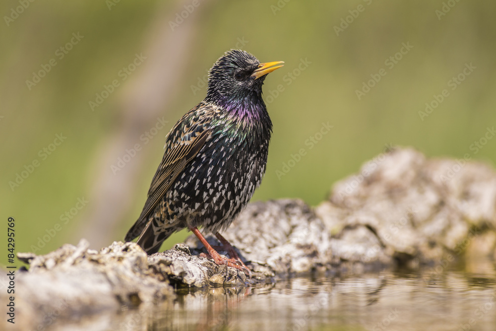 Fototapeta premium Starling
