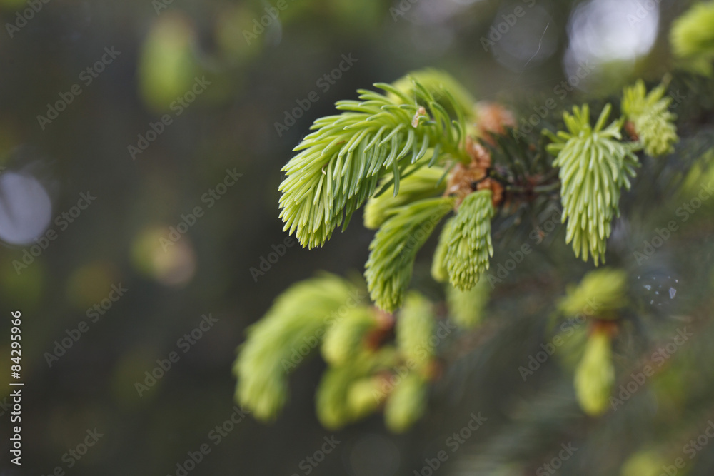 beautiful buds of coniferous trees beautiful buds of coniferous trees