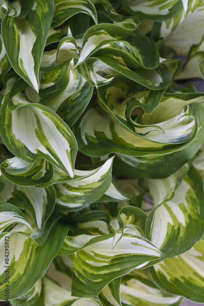 white and green striped leaves background white and green striped leaves background