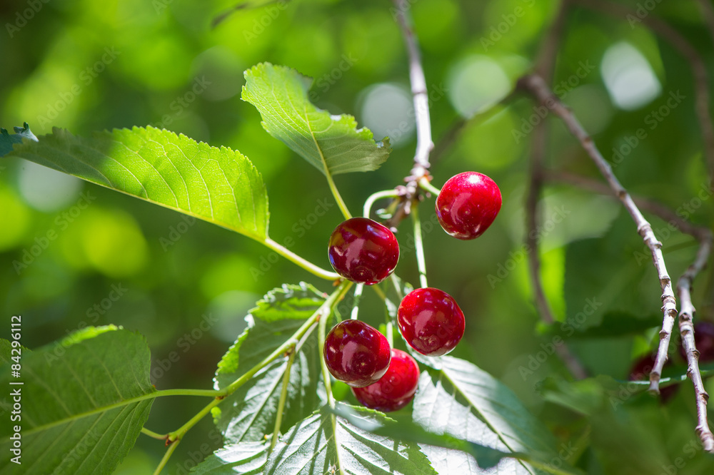 Obraz premium Cherry orchard