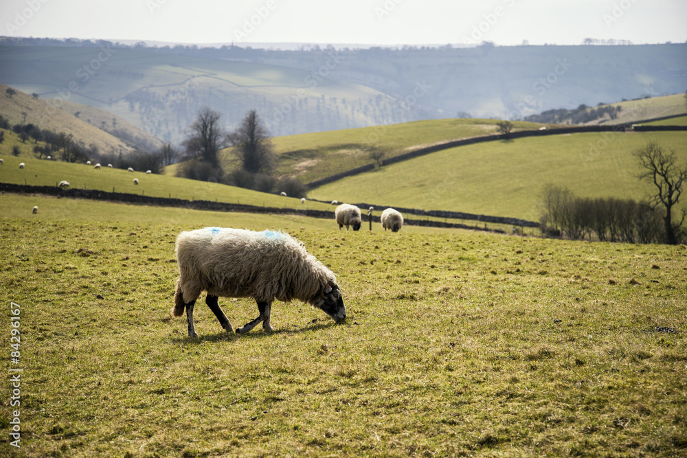 Fototapeta premium Sheep animals in farm landscape on sunny day in Peak District UK