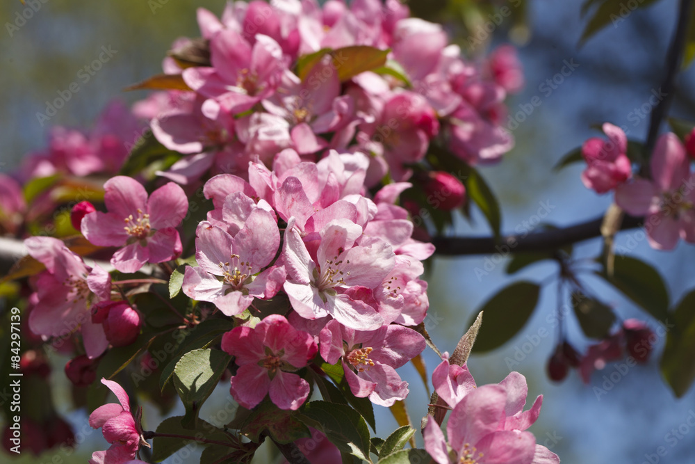 bright pink flowering tree