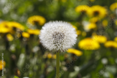 beautiful dandelion closeup