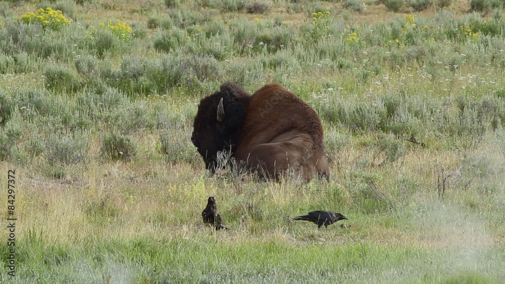 Sitting Buffalo and Birds Sitting Buffalo and Birds