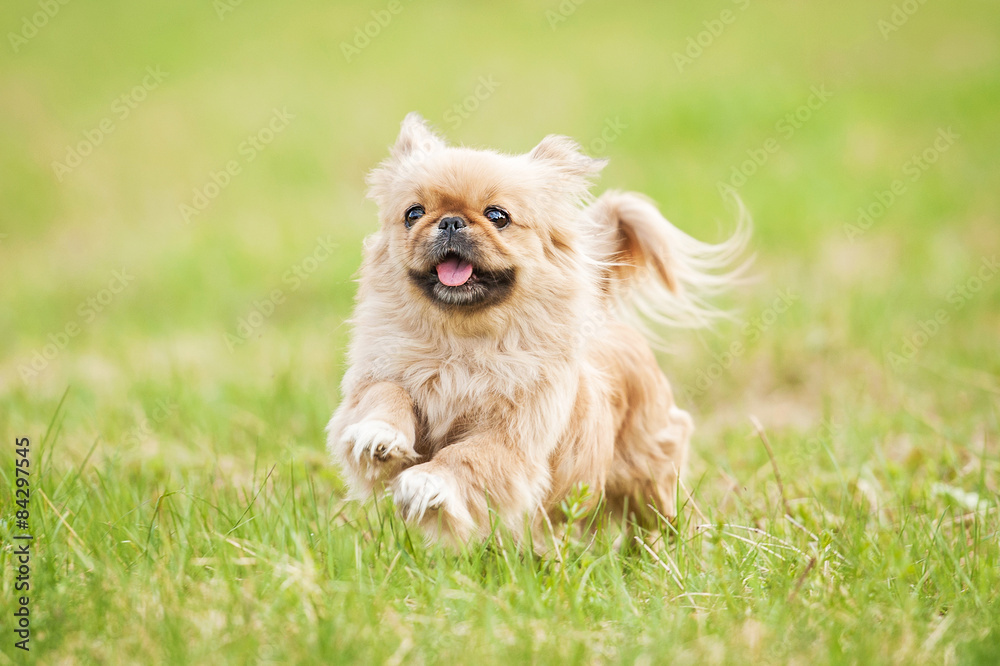 Pekingese dog running in summer Pekingese dog running in summer