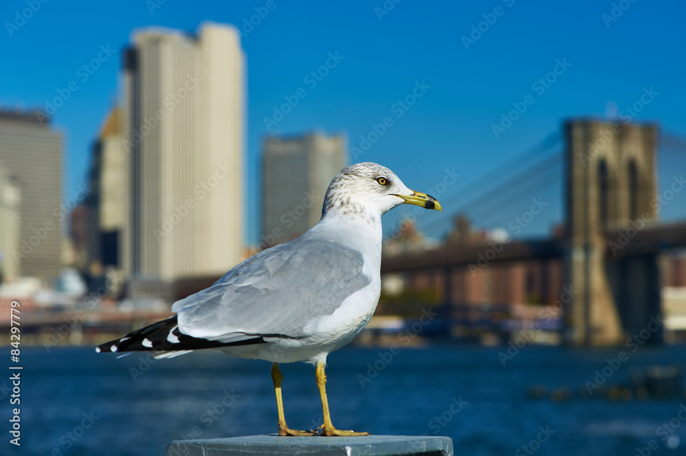Obraz premium Seagull with Manhattan in background.