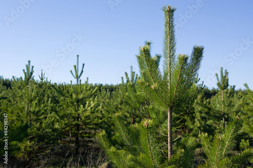 Pine forest in the abandoned stone quarry