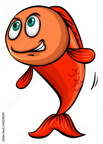 Photography Orange fish