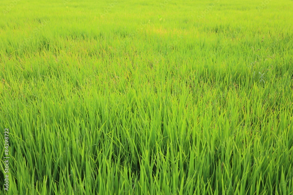 Rice fields in Thailand