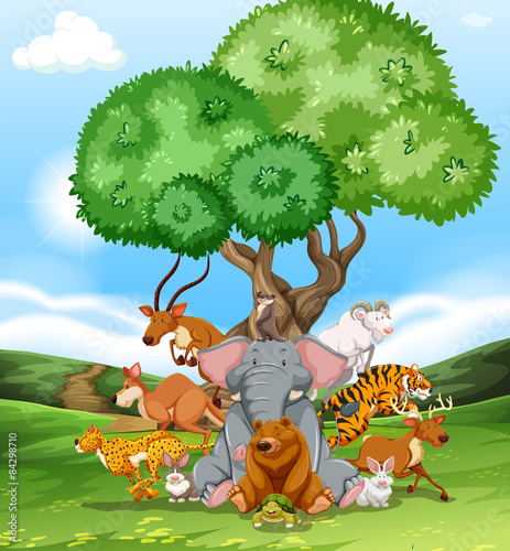 Animals