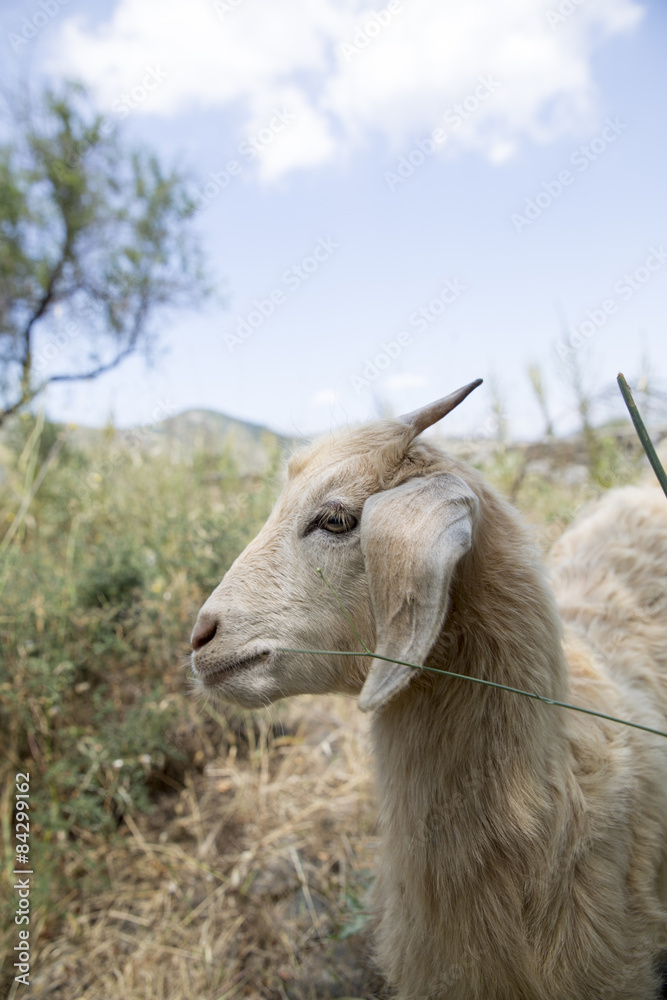 Obraz premium Sevimli Yavru Keçi