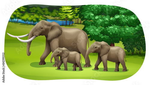 Elephants