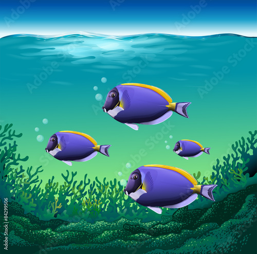 Fototapeta Naklejka Na Ścianę i Meble -  Ocean fish