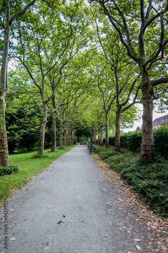 Trail in the park with green trees