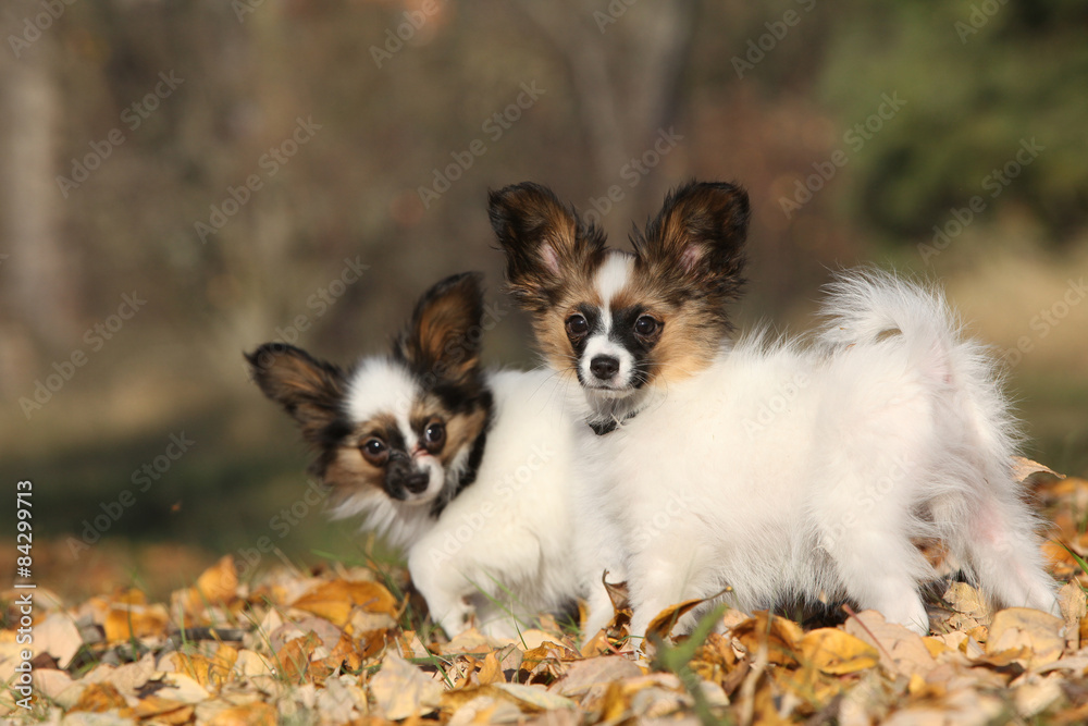 Amazing paillon puppies in autumn